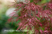 - Acer palmatum 'Hana matoi' Japanese Maple - Mr Maple │ Buy Japanese Maple Trees