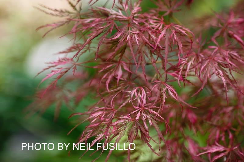 - Acer palmatum 'Hana matoi' Japanese Maple - Mr Maple │ Buy Japanese Maple Trees