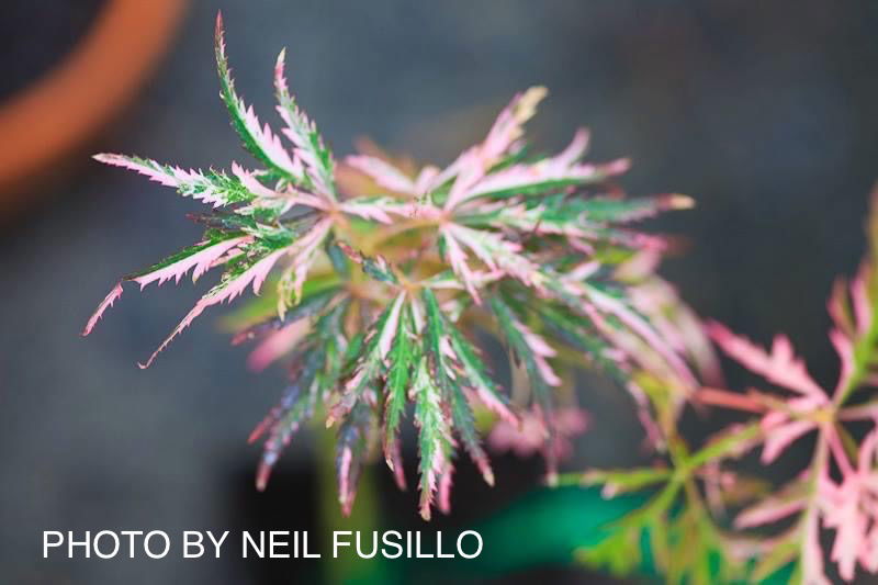 - Acer palmatum 'Hana matoi' Japanese Maple - Mr Maple │ Buy Japanese Maple Trees