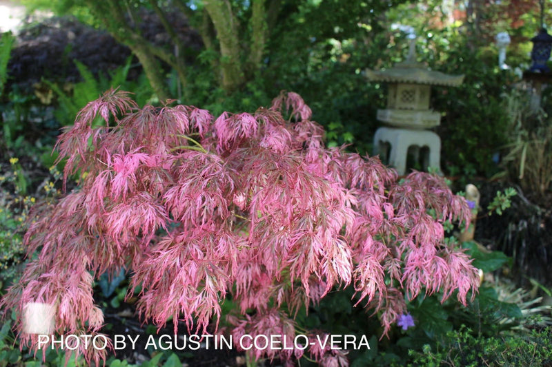 - Acer palmatum 'Hana matoi' Japanese Maple - Mr Maple │ Buy Japanese Maple Trees