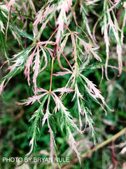 - Acer palmatum 'Hana matoi' Japanese Maple - Mr Maple │ Buy Japanese Maple Trees