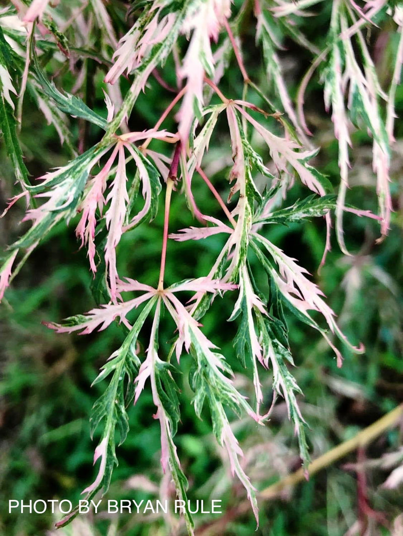 - Acer palmatum 'Hana matoi' Japanese Maple - Mr Maple │ Buy Japanese Maple Trees