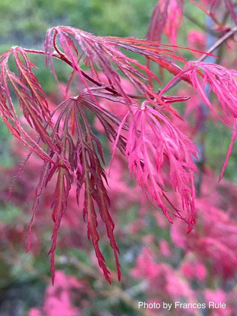 - Acer palmatum 'Hana matoi' Japanese Maple - Mr Maple │ Buy Japanese Maple Trees