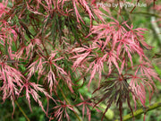 - Acer palmatum 'Hana matoi' Japanese Maple - Mr Maple │ Buy Japanese Maple Trees