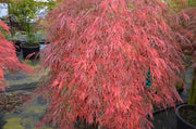 - Acer palmatum 'Hana matoi' Japanese Maple - Mr Maple │ Buy Japanese Maple Trees