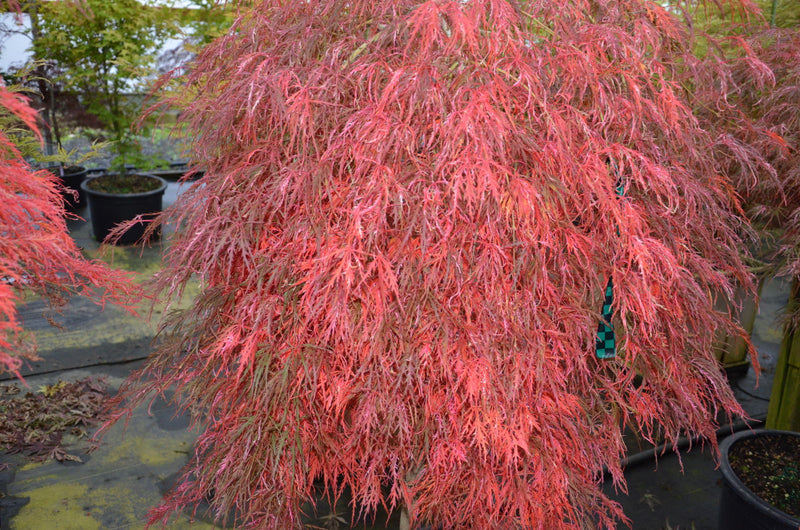 - Acer palmatum 'Hana matoi' Japanese Maple - Mr Maple │ Buy Japanese Maple Trees