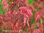 - Acer palmatum 'Hana matoi' Japanese Maple - Mr Maple │ Buy Japanese Maple Trees