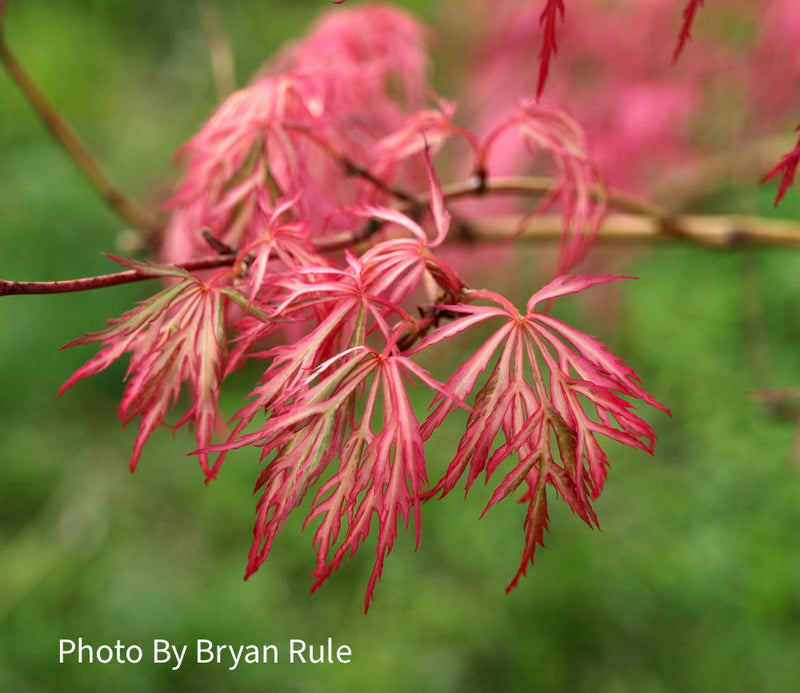 - Acer palmatum 'Hana matoi' Japanese Maple - Mr Maple │ Buy Japanese Maple Trees
