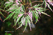 - Acer palmatum 'Hana matoi' Japanese Maple - Mr Maple │ Buy Japanese Maple Trees