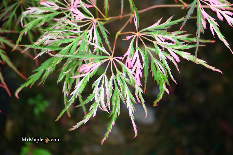 - Acer palmatum 'Hana matoi' Japanese Maple - Mr Maple │ Buy Japanese Maple Trees
