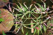- Acer palmatum 'Hana matoi' Japanese Maple - Mr Maple │ Buy Japanese Maple Trees
