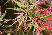 - Acer palmatum 'Hana matoi' Japanese Maple - Mr Maple │ Buy Japanese Maple Trees