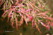 - Acer palmatum 'Hana matoi' Japanese Maple - Mr Maple │ Buy Japanese Maple Trees