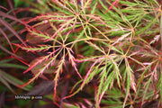 - Acer palmatum 'Hana matoi' Japanese Maple - Mr Maple │ Buy Japanese Maple Trees