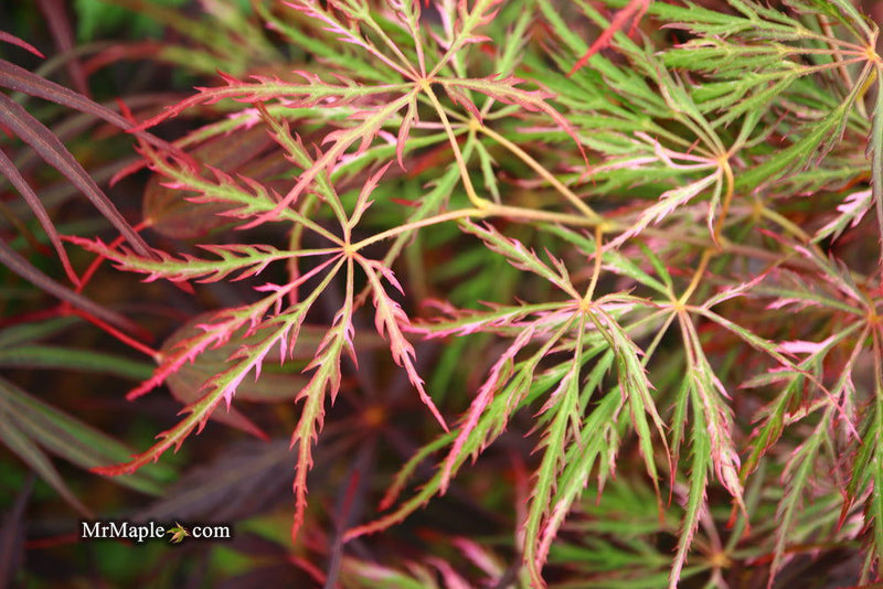 - Acer palmatum 'Hana matoi' Japanese Maple - Mr Maple │ Buy Japanese Maple Trees
