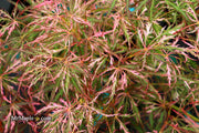 - Acer palmatum 'Hana matoi' Japanese Maple - Mr Maple │ Buy Japanese Maple Trees