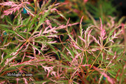 - Acer palmatum 'Hana matoi' Japanese Maple - Mr Maple │ Buy Japanese Maple Trees
