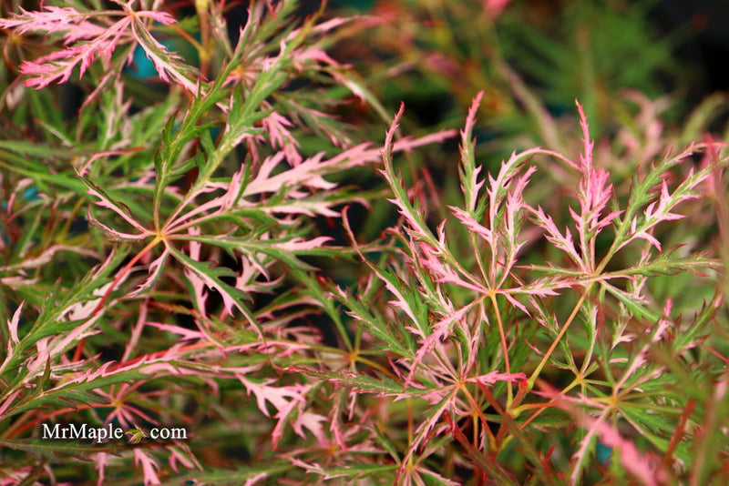 - Acer palmatum 'Hana matoi' Japanese Maple - Mr Maple │ Buy Japanese Maple Trees