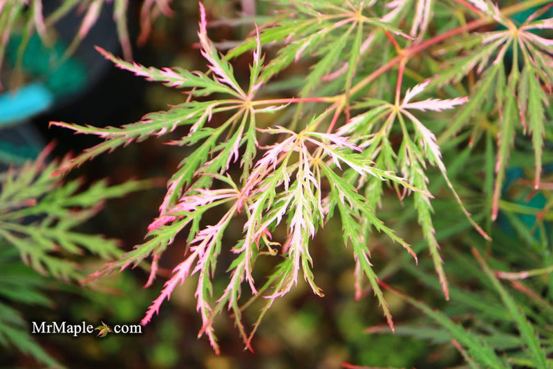 - Acer palmatum 'Hana matoi' Japanese Maple - Mr Maple │ Buy Japanese Maple Trees