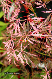 - Acer palmatum 'Hana matoi' Japanese Maple - Mr Maple │ Buy Japanese Maple Trees