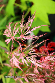 - Acer palmatum 'Hana matoi' Japanese Maple - Mr Maple │ Buy Japanese Maple Trees