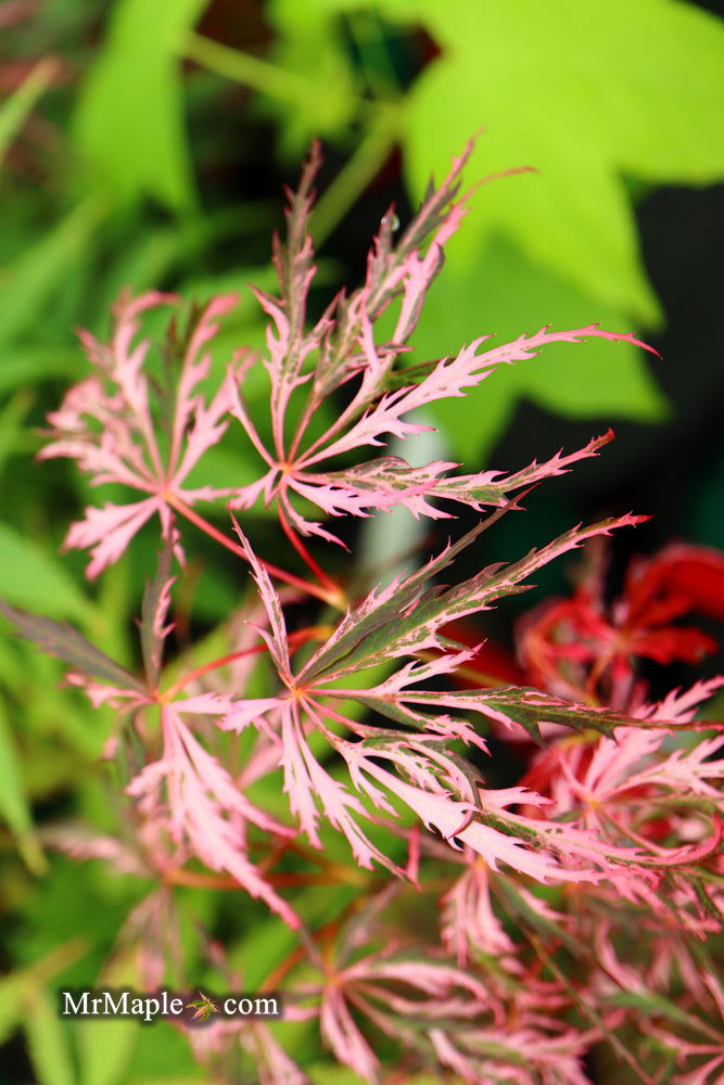 - Acer palmatum 'Hana matoi' Japanese Maple - Mr Maple │ Buy Japanese Maple Trees