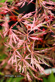 - Acer palmatum 'Hana matoi' Japanese Maple - Mr Maple │ Buy Japanese Maple Trees