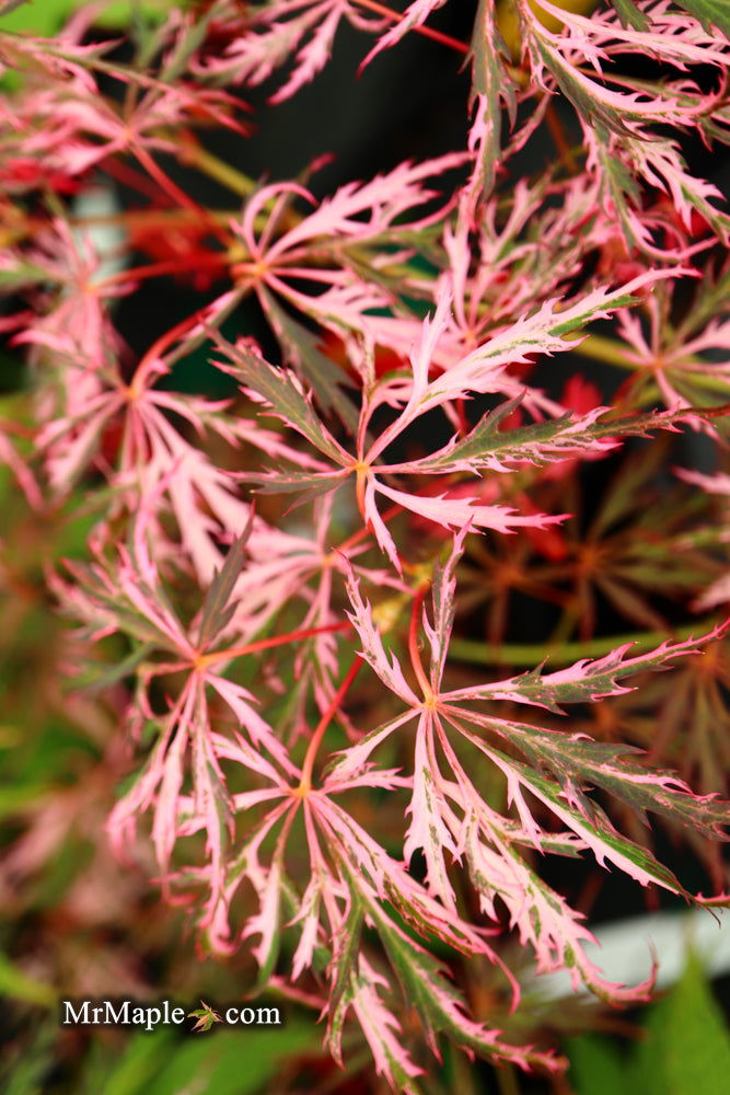 - Acer palmatum 'Hana matoi' Japanese Maple - Mr Maple │ Buy Japanese Maple Trees