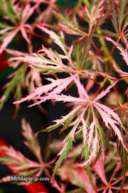 - Acer palmatum 'Hana matoi' Japanese Maple - Mr Maple │ Buy Japanese Maple Trees