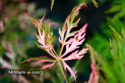 - Acer palmatum 'Hana matoi' Japanese Maple - Mr Maple │ Buy Japanese Maple Trees