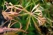 - Acer palmatum 'Hana matoi' Japanese Maple - Mr Maple │ Buy Japanese Maple Trees