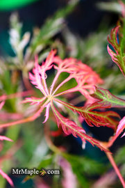 - Acer palmatum 'Hana matoi' Japanese Maple - Mr Maple │ Buy Japanese Maple Trees