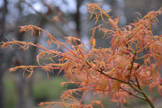 - Acer palmatum 'Hanezu hagoromo' Orange Hagoromo Japanese Maple - Mr Maple │ Buy Japanese Maple Trees