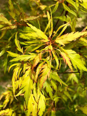 - Acer palmatum 'Hanezu hagoromo' Orange Hagoromo Japanese Maple - Mr Maple │ Buy Japanese Maple Trees