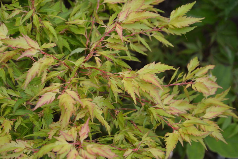 - Acer palmatum 'Hanezu hagoromo' Orange Hagoromo Japanese Maple - Mr Maple │ Buy Japanese Maple Trees