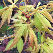 - Acer palmatum 'Hanezu hagoromo' Orange Hagoromo Japanese Maple - Mr Maple │ Buy Japanese Maple Trees