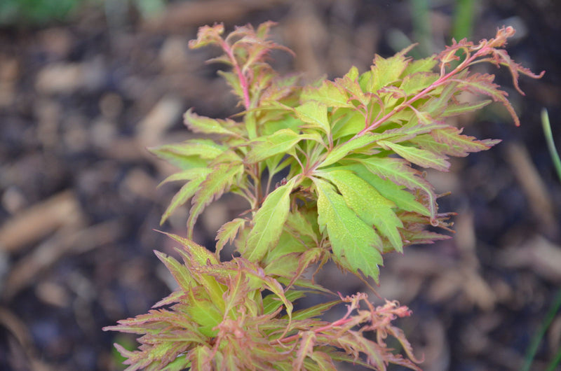 - Acer palmatum 'Hanezu hagoromo' Orange Hagoromo Japanese Maple - Mr Maple │ Buy Japanese Maple Trees