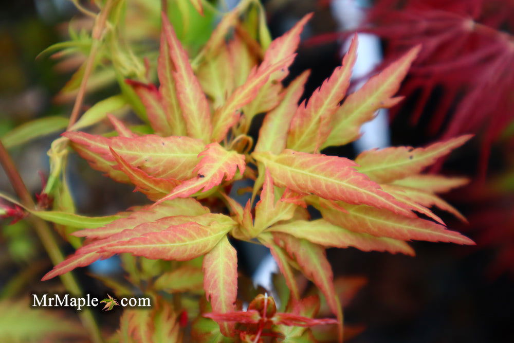 - Acer palmatum 'Hanezu hagoromo' Orange Hagoromo Japanese Maple - Mr Maple │ Buy Japanese Maple Trees