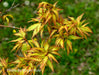 - Acer palmatum 'Hanezu hagoromo' Orange Hagoromo Japanese Maple - Mr Maple │ Buy Japanese Maple Trees