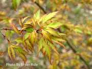 - Acer palmatum 'Hanezu hagoromo' Orange Hagoromo Japanese Maple - Mr Maple │ Buy Japanese Maple Trees