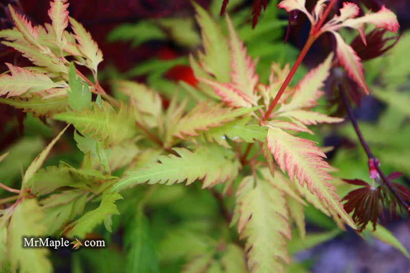 - Acer palmatum 'Hanezu hagoromo' Orange Hagoromo Japanese Maple - Mr Maple │ Buy Japanese Maple Trees