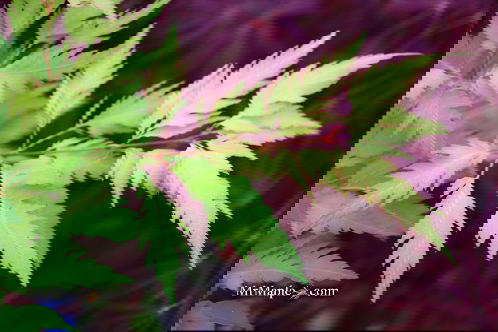 めーぷりあん Buy Acer palmatum 'Hanezu hagoromo' Orange Hagoromo Japanese