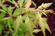 - Acer palmatum 'Hanezu hagoromo' Orange Hagoromo Japanese Maple - Mr Maple │ Buy Japanese Maple Trees