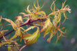 - Acer palmatum 'Hanezu hagoromo' Orange Hagoromo Japanese Maple - Mr Maple │ Buy Japanese Maple Trees