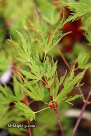 - Acer palmatum 'Hangover' Dwarf Variegated Japanese Maple - Mr Maple │ Buy Japanese Maple Trees