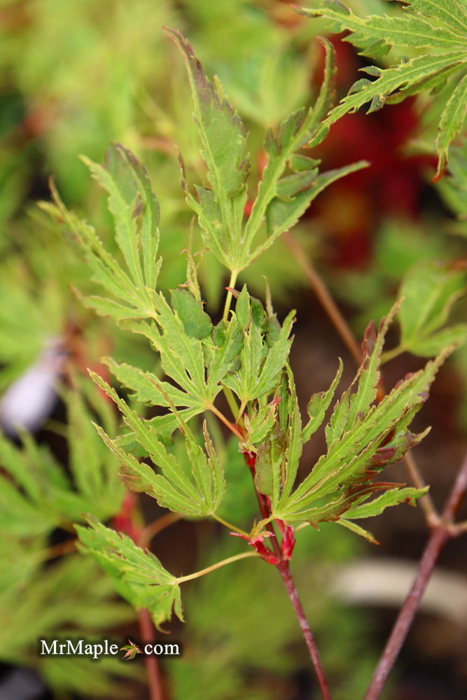 - Acer palmatum 'Hangover' Dwarf Variegated Japanese Maple - Mr Maple │ Buy Japanese Maple Trees