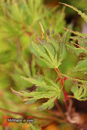 - Acer palmatum 'Hangover' Dwarf Variegated Japanese Maple - Mr Maple │ Buy Japanese Maple Trees