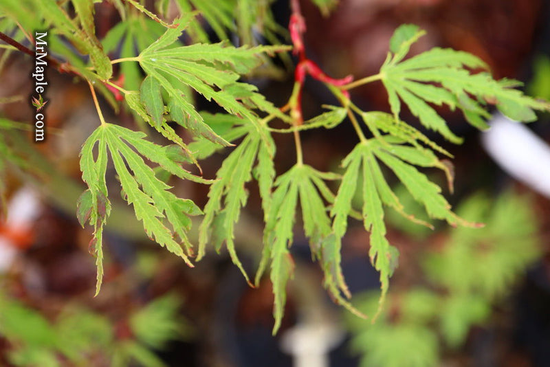 - Acer palmatum 'Hangover' Dwarf Variegated Japanese Maple - Mr Maple │ Buy Japanese Maple Trees