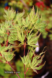 - Acer palmatum 'Hangover' Dwarf Variegated Japanese Maple - Mr Maple │ Buy Japanese Maple Trees