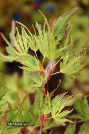 - Acer palmatum 'Hangover' Dwarf Variegated Japanese Maple - Mr Maple │ Buy Japanese Maple Trees